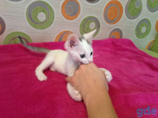 Котёнок ищет дом, фотография 5