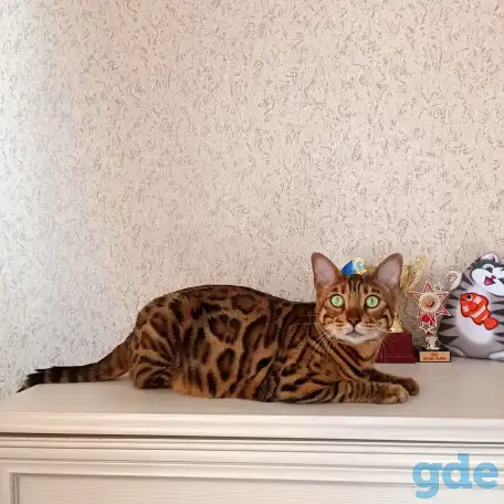 Бенгальские котята, фотография 1