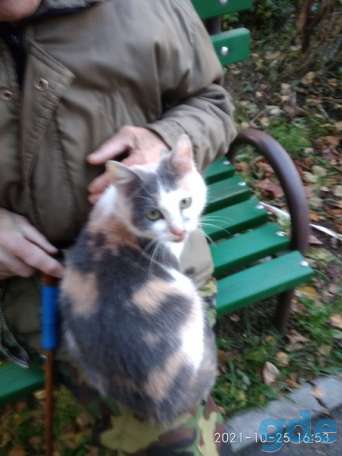 Кошечка ищет дом, фотография 1