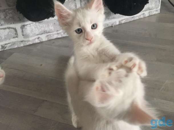 Котята Мейн-кун, фотография 2