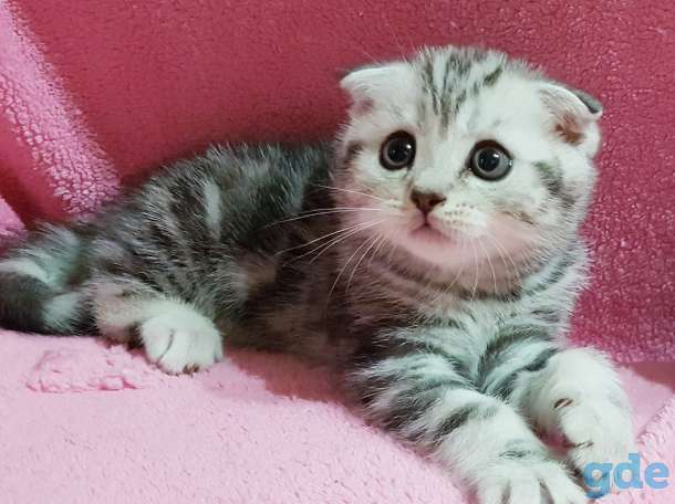 Вислоухие шотландские котята., фотография 2
