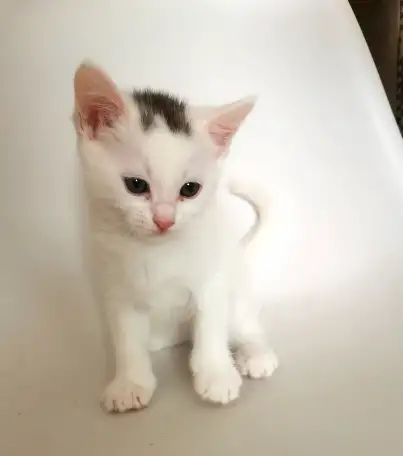отдам котят, фотография 1