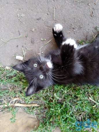 Отдаю даром котяток, фотография 4