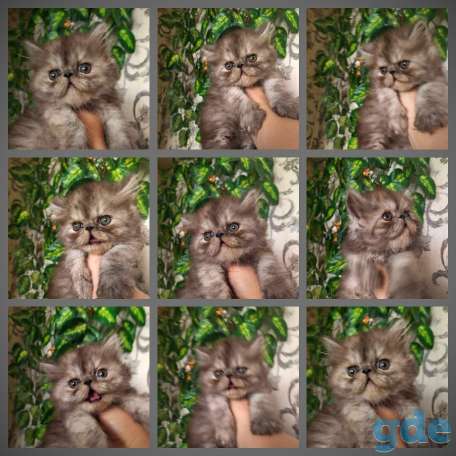 Персидские котята экстремального типа чистокровные.Персы.Котята., фотография 13