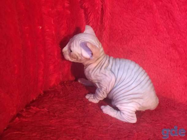 Котята канадского сфинкса, фотография 9