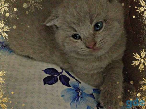 Шотландские котята, фотография 3