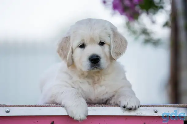 Щенки Golden Retriver, фотография 1