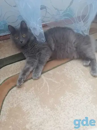 Шикарный котенок, фотография 1