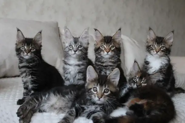 Мейн-кун котята, фотография 3