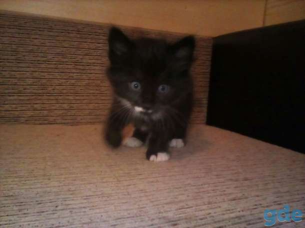 Голубоглазые котята., фотография 7
