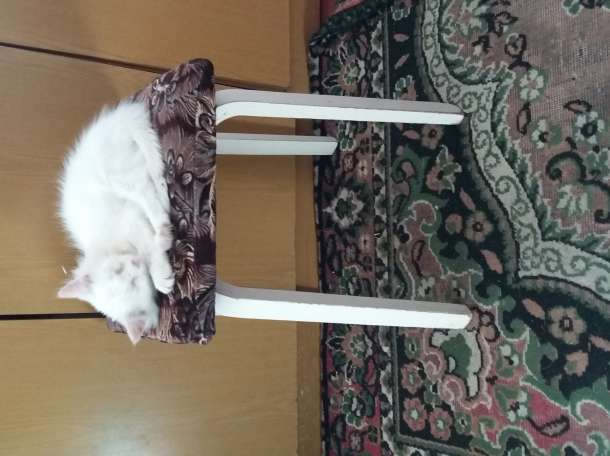 котята, фотография 4