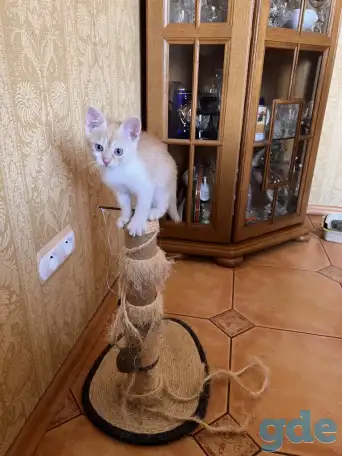 Миленький котенок ищет свой дом, фотография 2