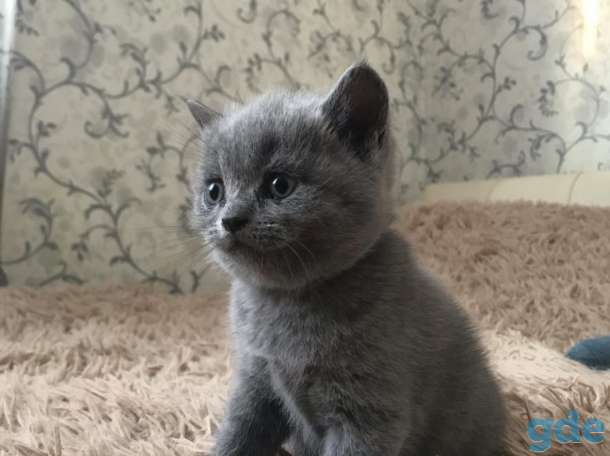 Британский котёнок, фотография 3