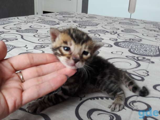 Бенгальские котята, фотография 9