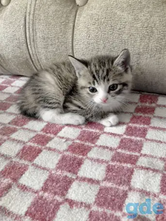 Котята Британской кошки, фотография 2