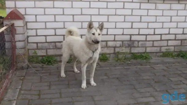 Продам ЗСЛ, фотография 3