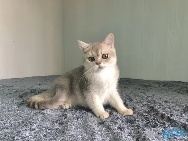 Шотландская кошка голубая золотая шиншилла, фотография 5