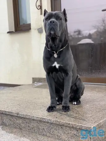 Вязка Кане Корсо кобель, фотография 1