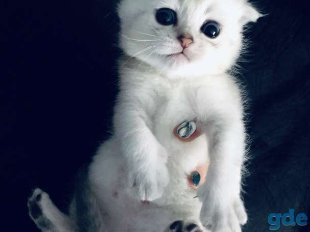 Котята шотландская серебристая шиншилла, фотография 3