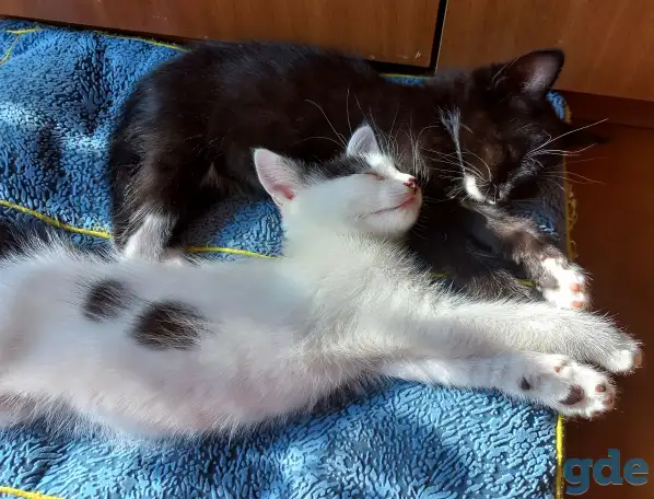 Котята, фотография 3