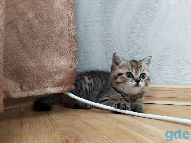 Шотладская прямоухая кошечка, фотография 4