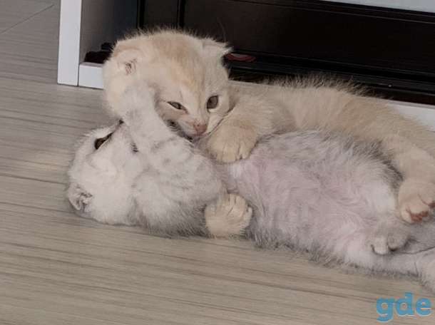 Продаются шотландские вислоухие котята, 2 месяца, фотография 4