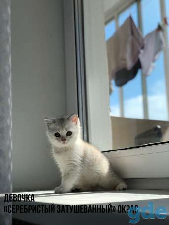 Шотландские котята, фотография 5