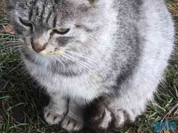 Кошка, фотография 1