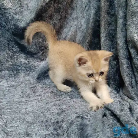 Шотландская кошка золотая шиншилла, фотография 4