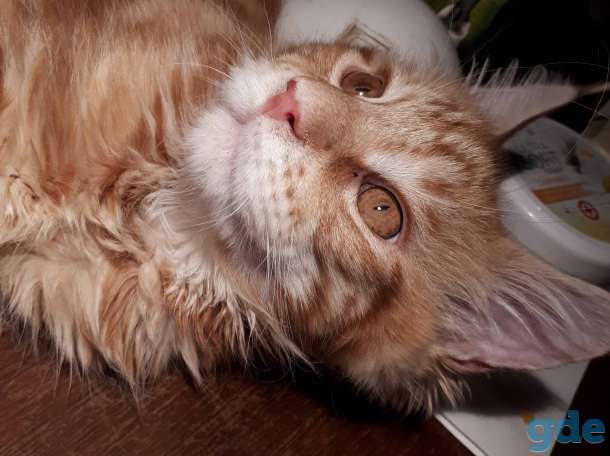 Котята Мейн КУН, фотография 4