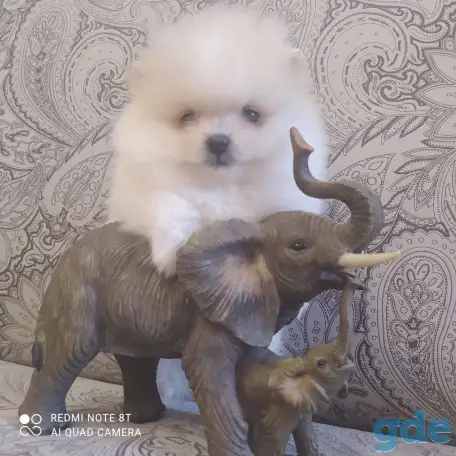 Щенок шпица девочка, фотография 1