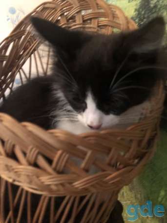 Котенок ищет дом, фотография 1