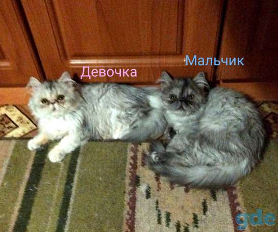 Персидские котята экстремалы чистокровные персы., фотография 6