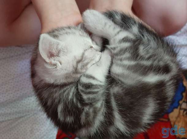 Шотландские котята, фотография 1