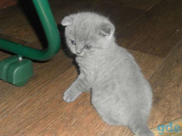 Шотландский вислухий котик, фотография 1