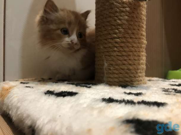 Котёнок рыжий, фотография 11