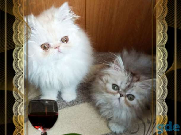 Персидские котята. Персы., фотография 7