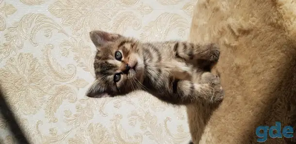 Котята шотландской прямоухой, фотография 2