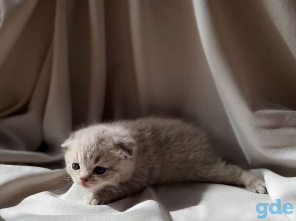 Шотландские котята, фотография 1