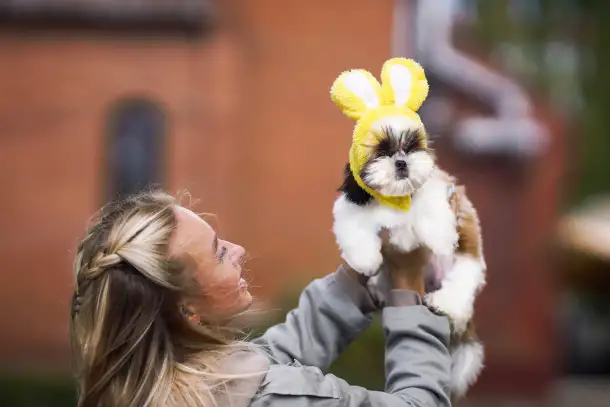 Щенки ши тцу, фотография 1