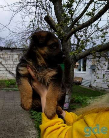 Продам немецкую овчарку. чистокровный щенок. 1 месяц, фотография 2