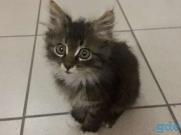 Замечательный котенок, 2 мес., фотография 4