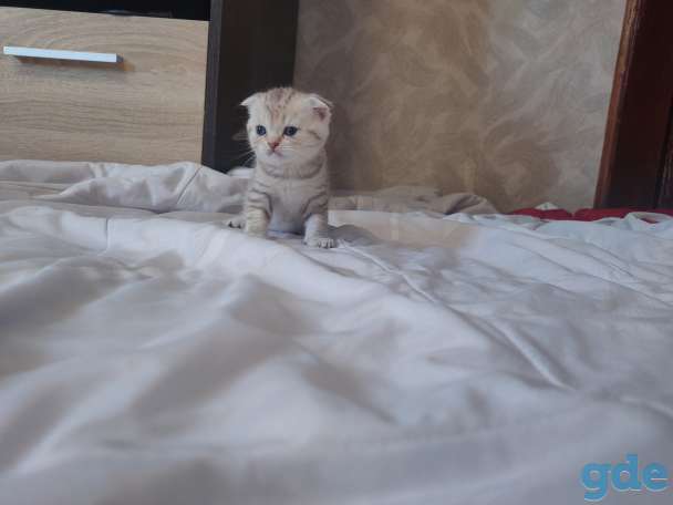 Шотландские котята, фотография 6