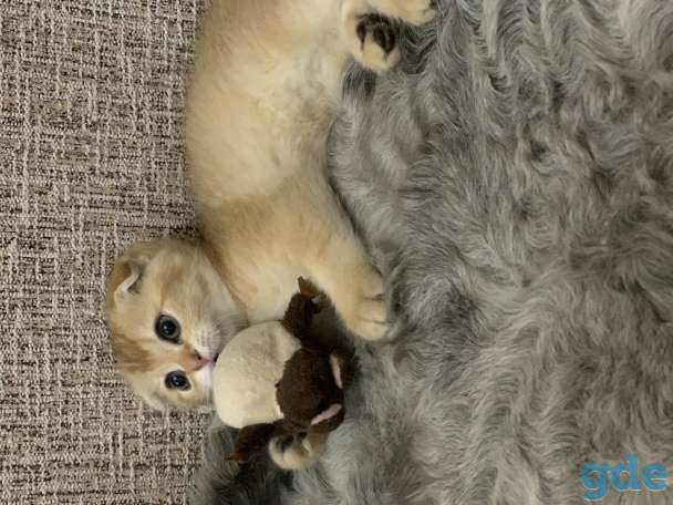 Шотландская кошечка, фотография 8