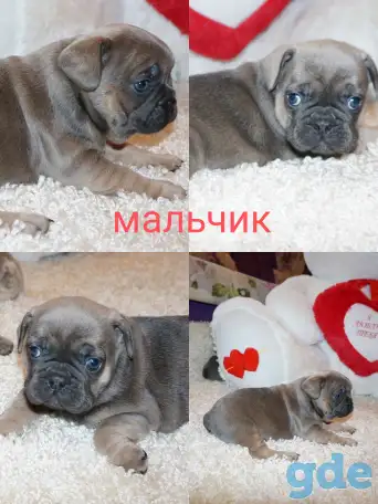 Французский бульдог щенки, фотография 2
