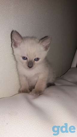 Сиамские котята, фотография 2