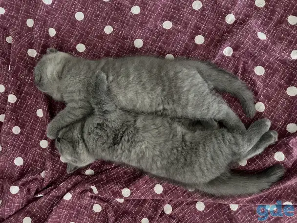 Шотландские котята, фотография 5