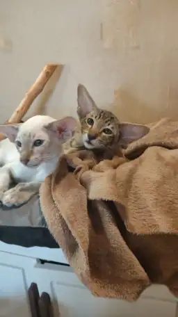 Ориентальные котята, фотография 3