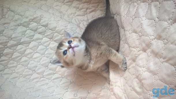 шотландские котята, фотография 12