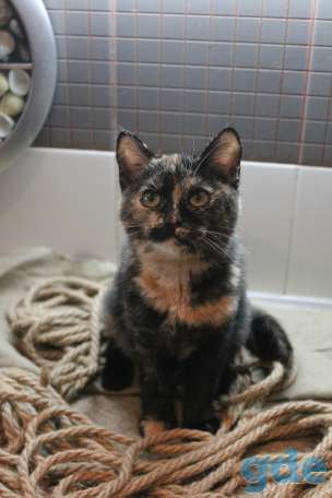 Европейские котята, фотография 4